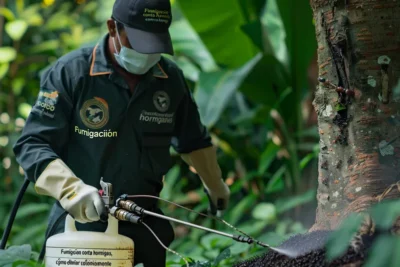 Fumigacion contra Hormigas Metodos para Eliminar Colonias